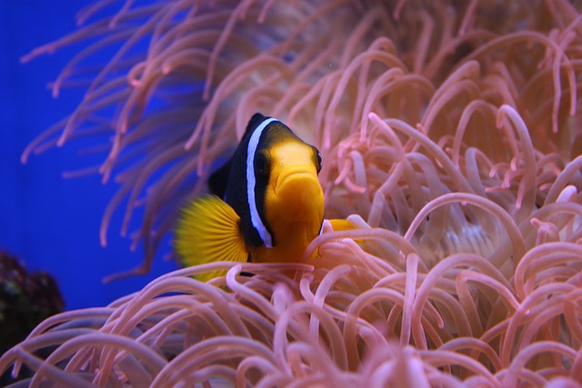 Nemo