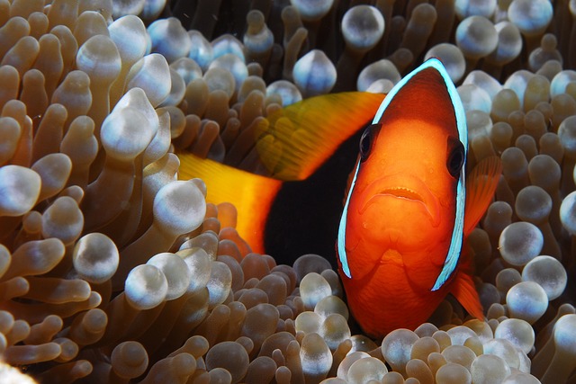 Nemo