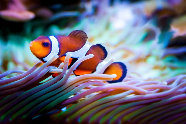 Nemo