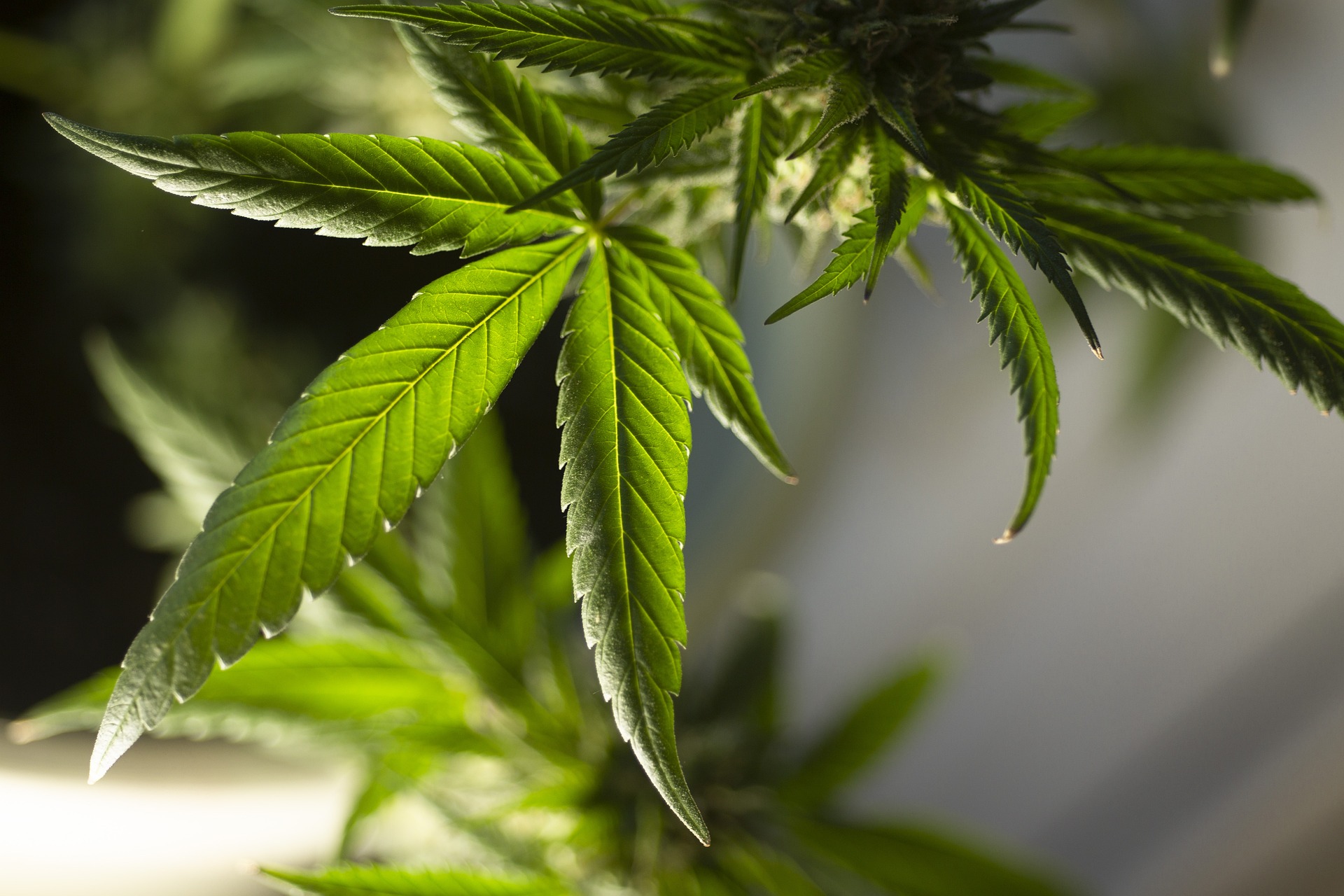marijuana